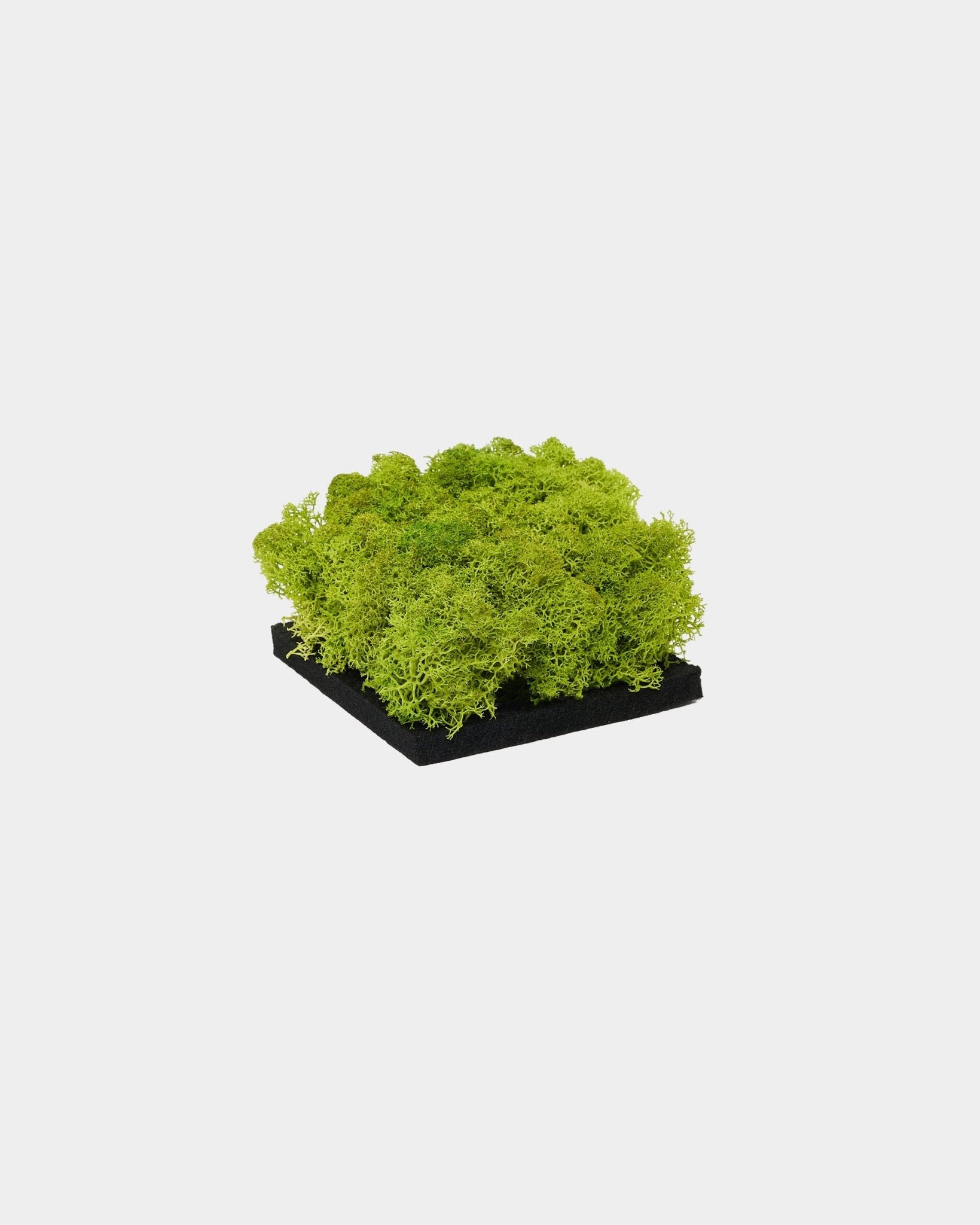 WoodUpp Moss Akustikpanel-prov i Apple Green, med livfullt grönt konserverat moss på en bas av black, visat mot en enkel vit bakgrund.