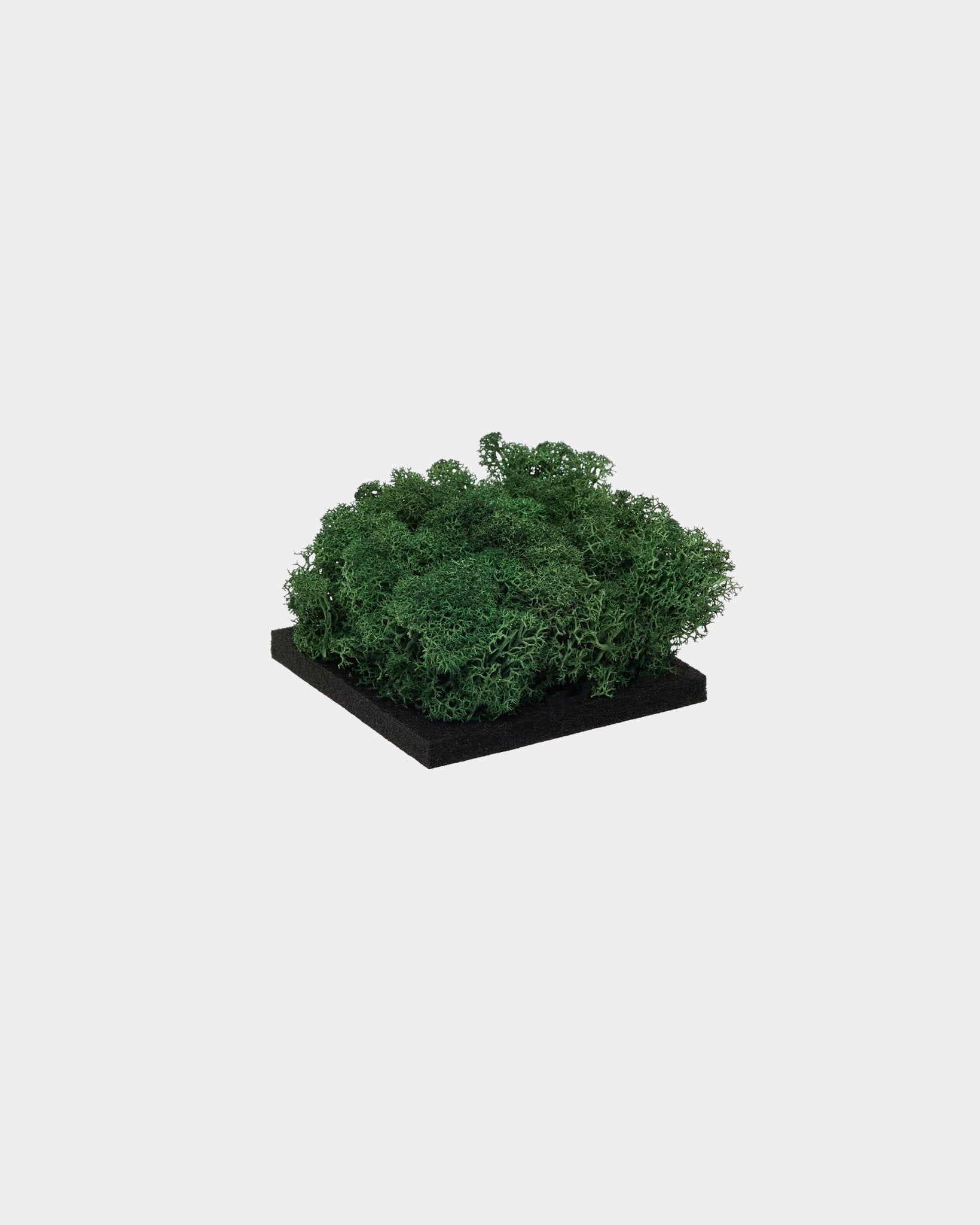 WoodUpp-prov i Moss Green, med tät grön konserverad moss på en kvadratisk bas i black, visad mot en enkel vit bakgrund.