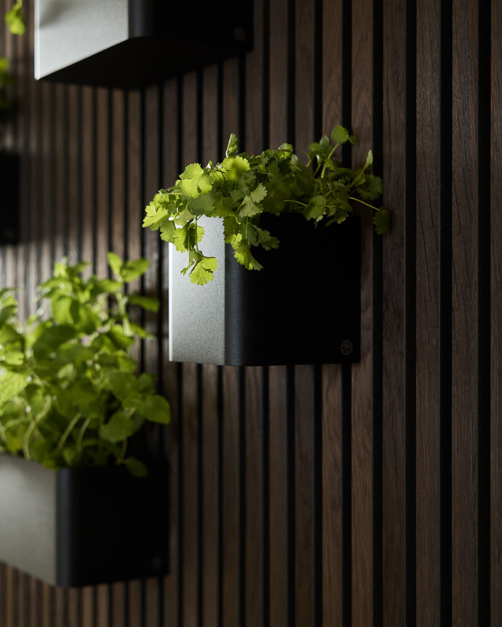 Gröna växter i WoodUpp Norr Plant Box, 11,9 cm Black, mot en mörk vertical akustisk träpanelvägg.