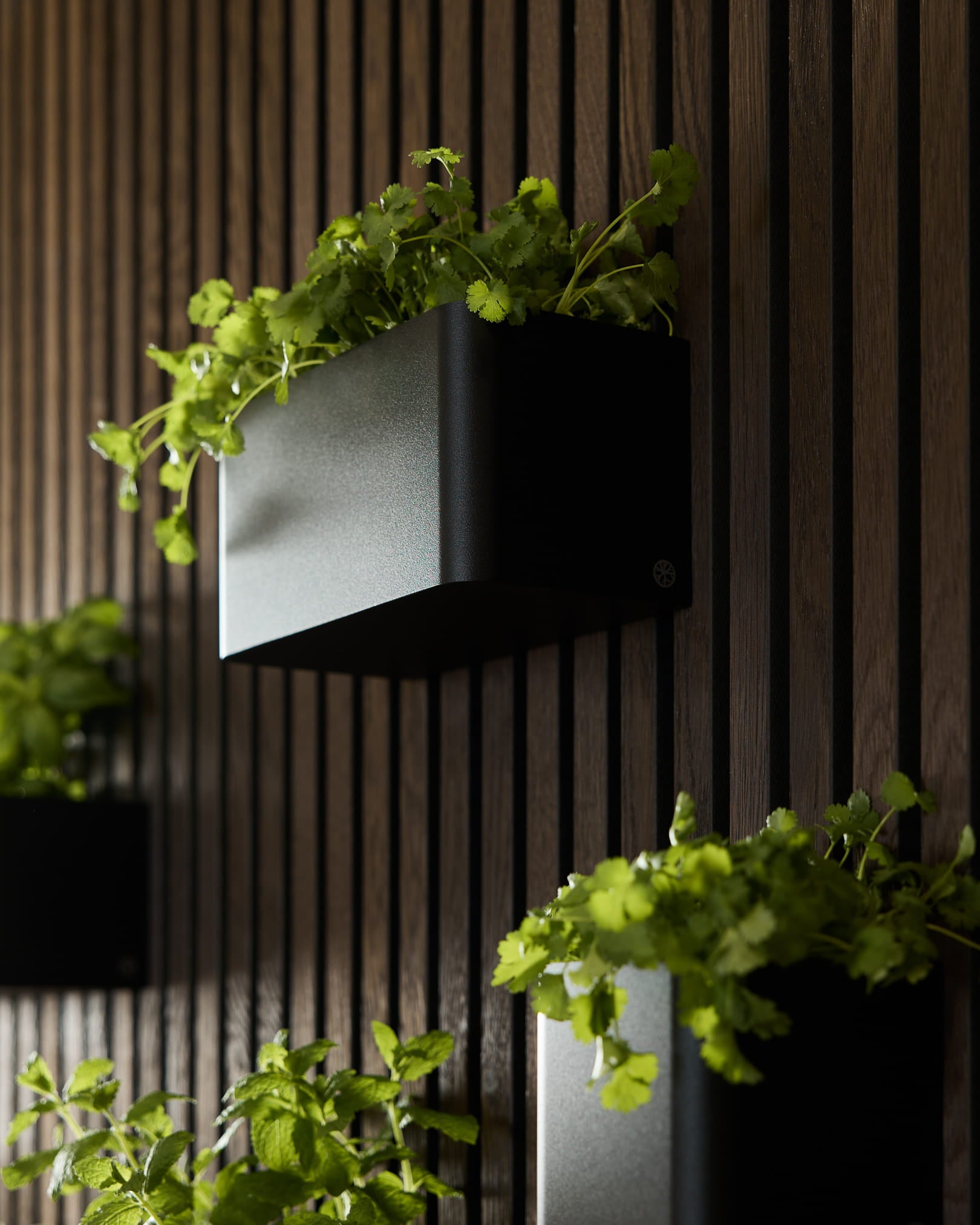 Black Norr Plant Box (23,9 cm) från WoodUpp, med gröna växter monterade på en vertical mörk träfärgad Akupanel Akustikpanel.