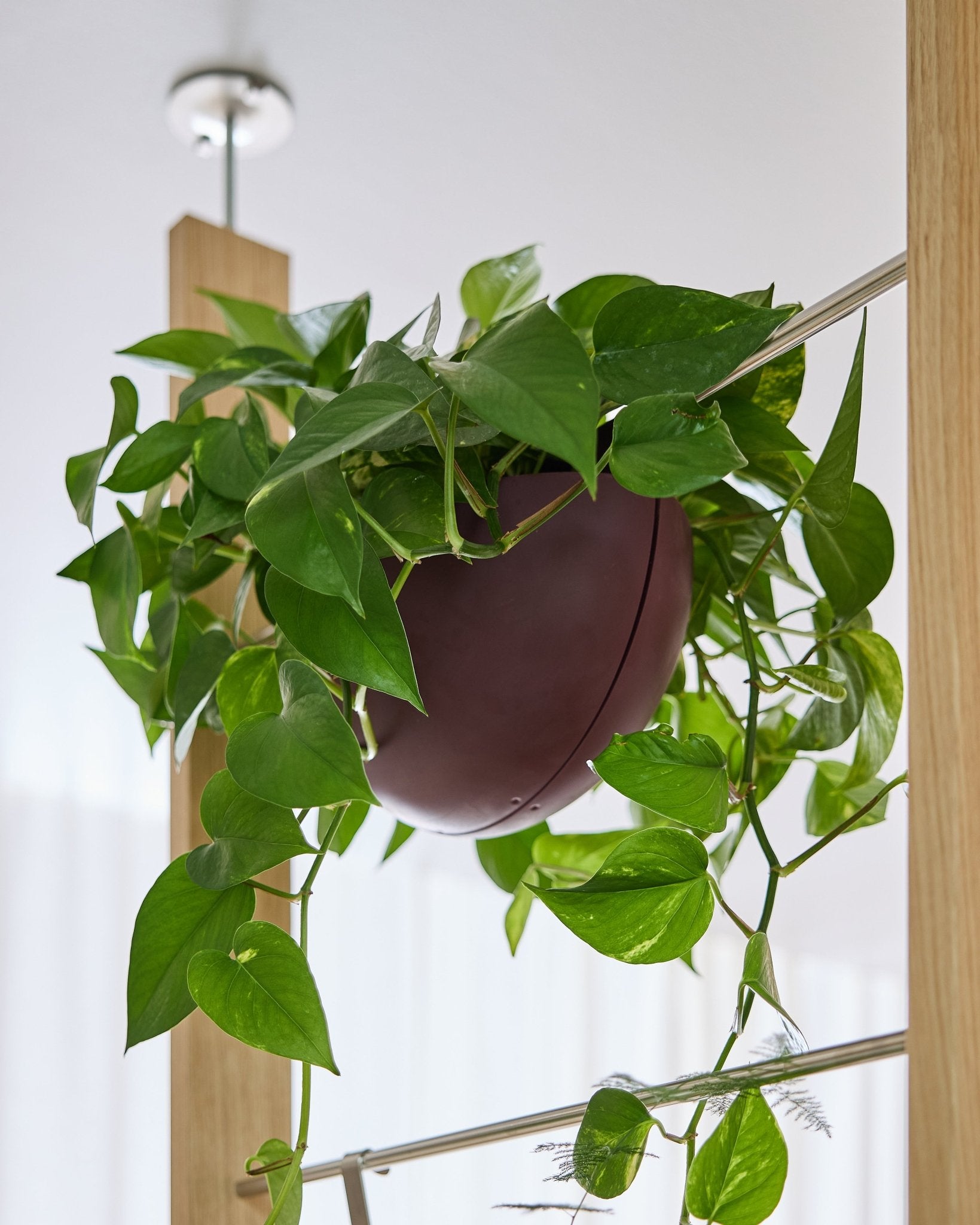 En pothos växer i en Gro Soft Pocket BM2 Ox Red (4 l) från WoodUpp och hänger inomhus på en akustikpanel, där rankorna faller ned i kaskader.